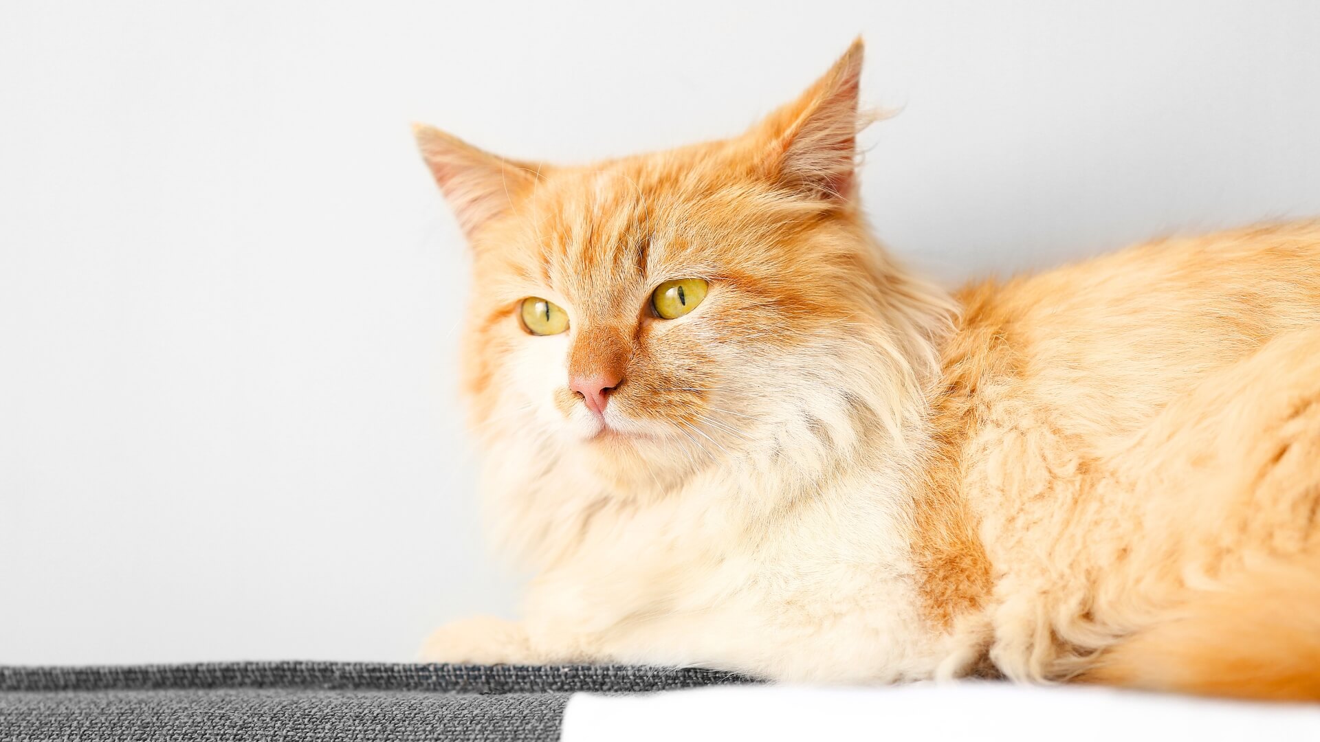 An orange cat comfortably sits on a white towel