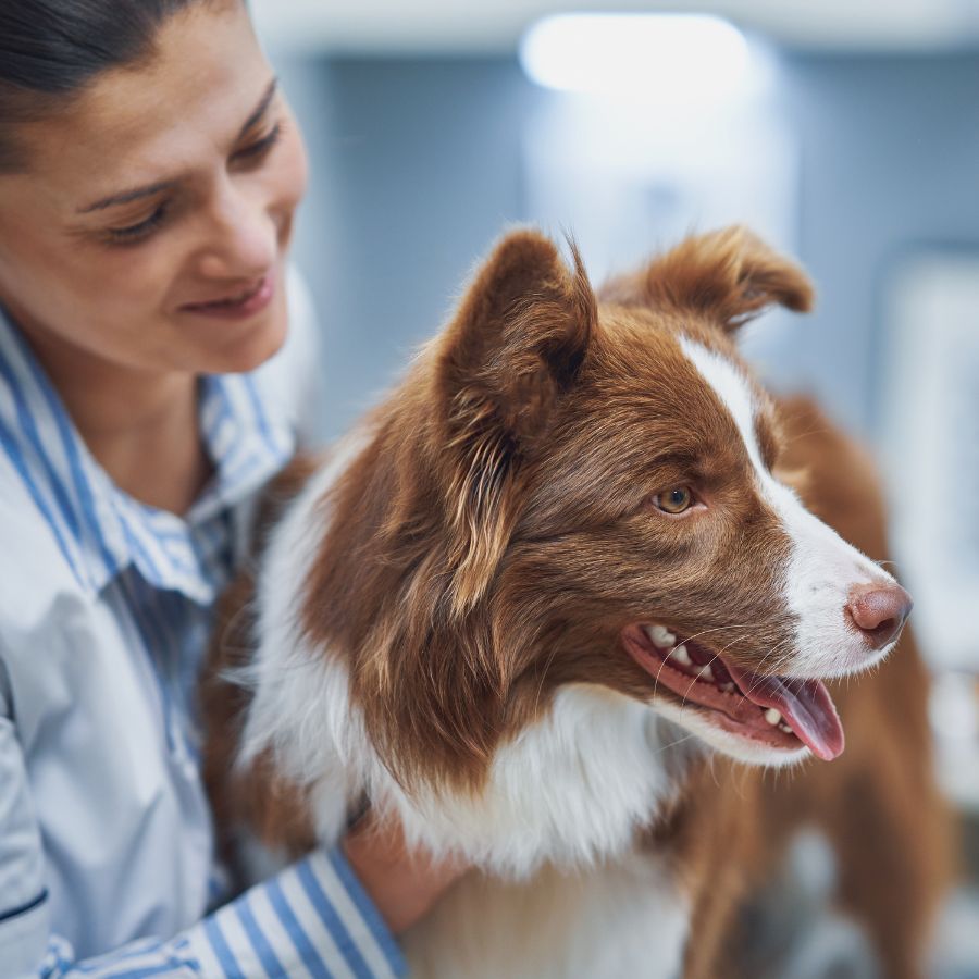 Brown Border Collie dog during a vet visit