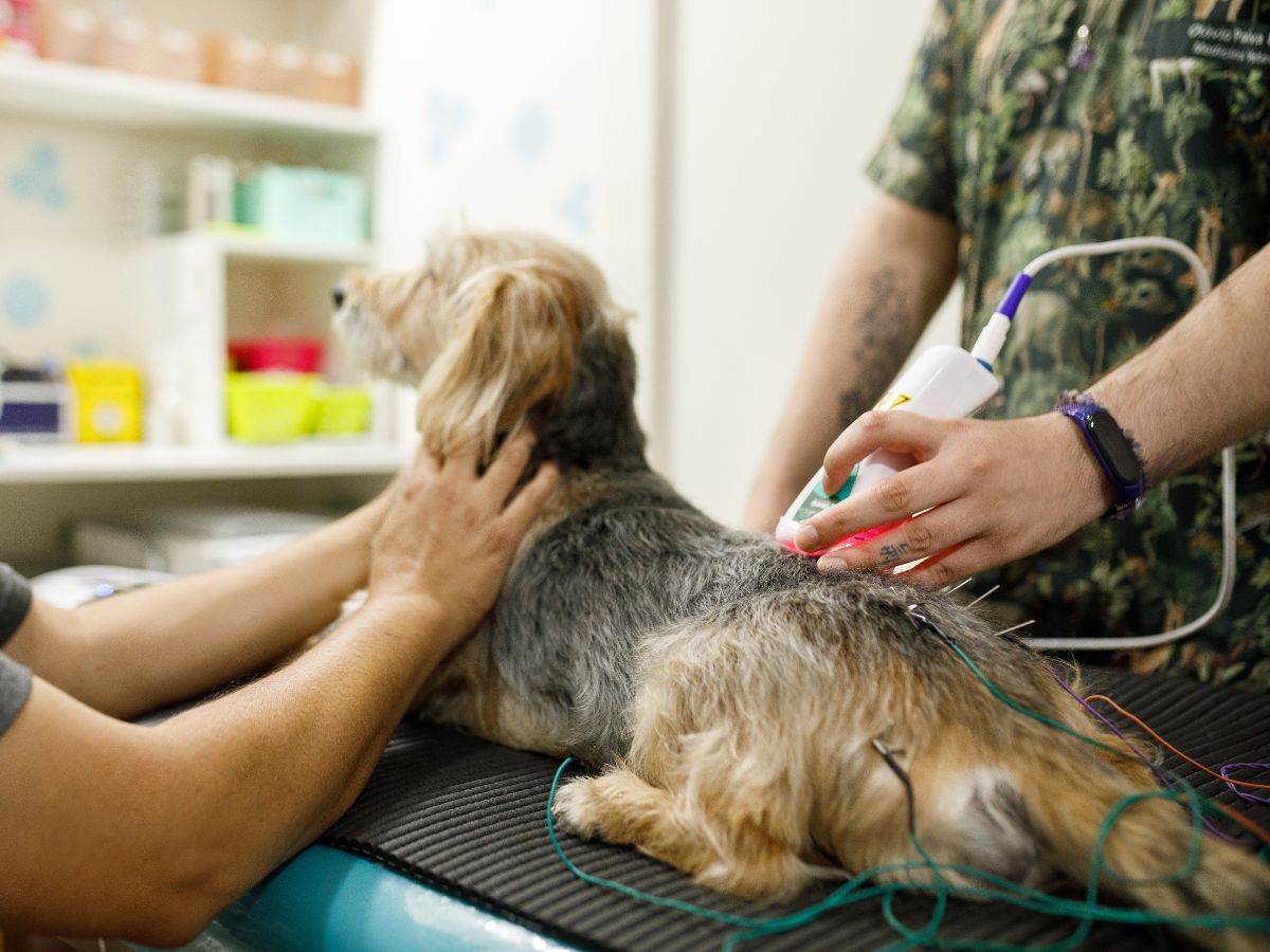Veterinarian performing laser therapy on a dog