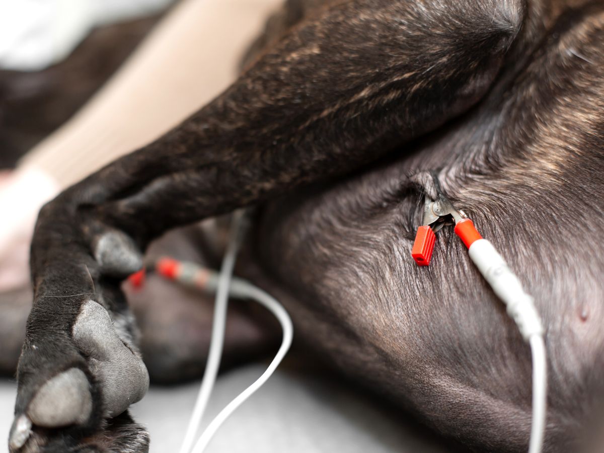 Electrocardiography on a dog