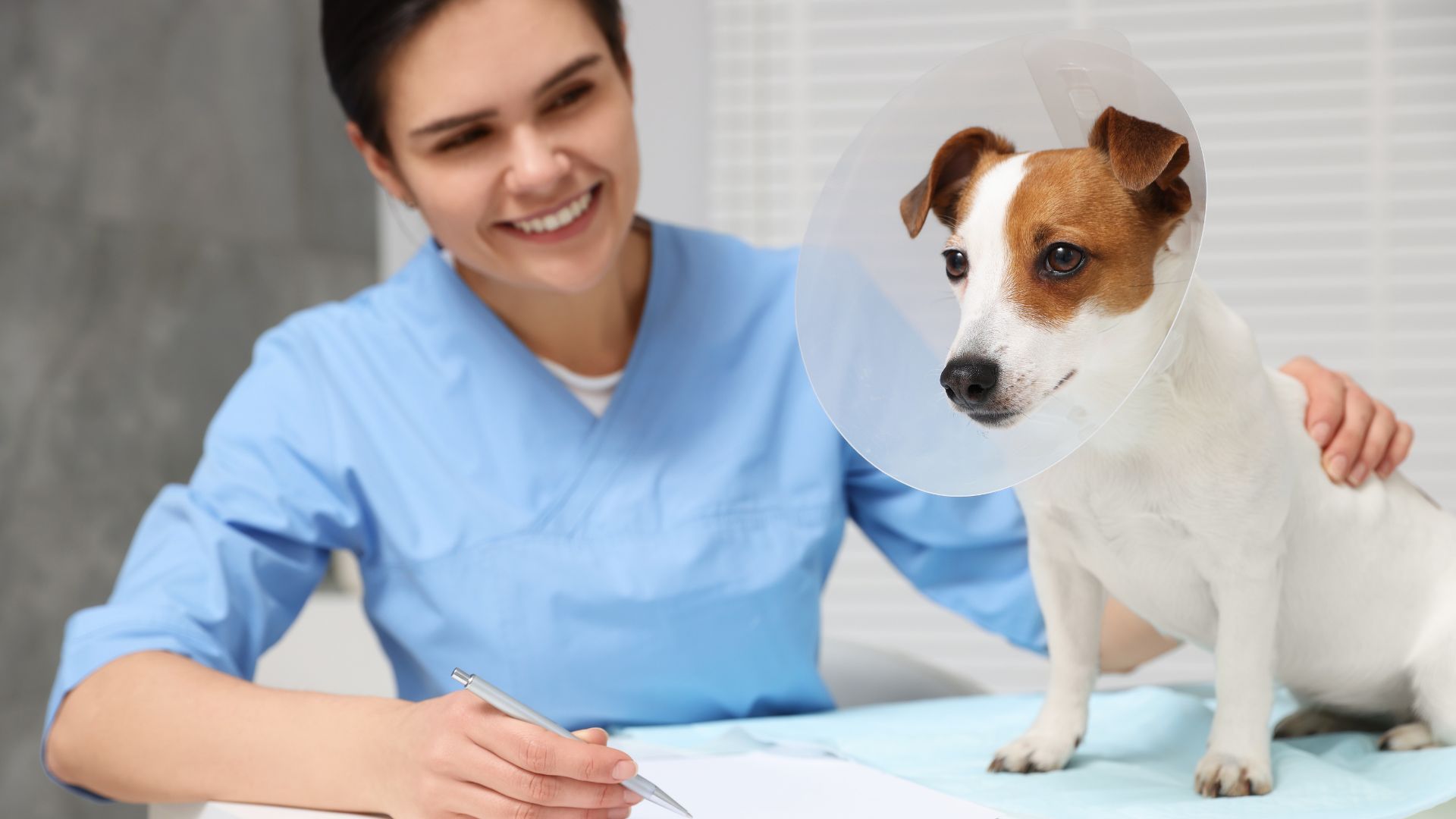 Jack Russell Terrier dog wearing medical plastic collar