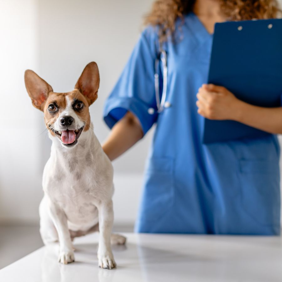 Smiling dog with vet Smiling dog with vet
