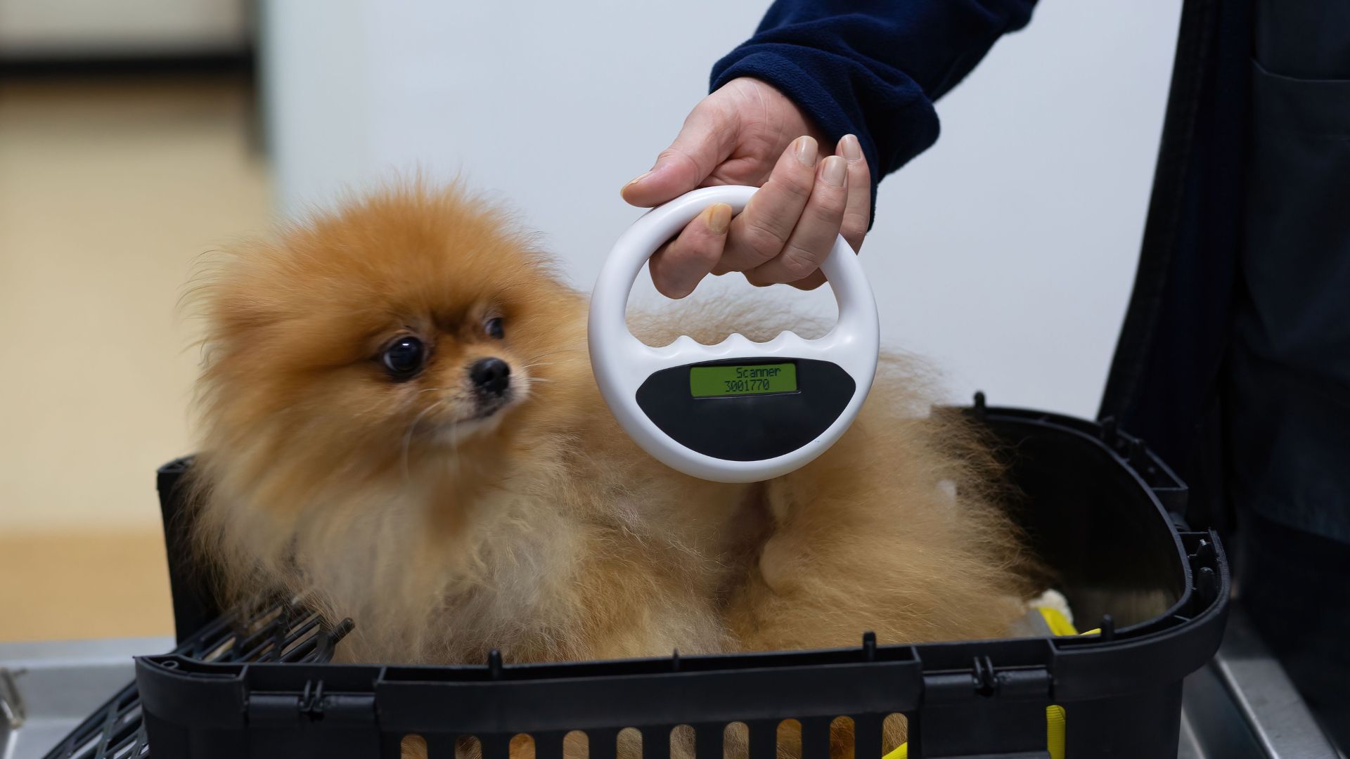 Veterinarian scanning a dog's body for a chip