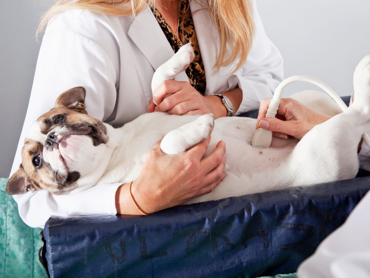 Veterinarians using ultrasound to examine dog