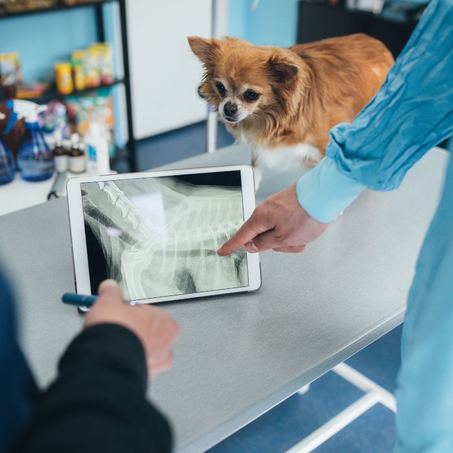 Vets examining a Chihuahua's radiography