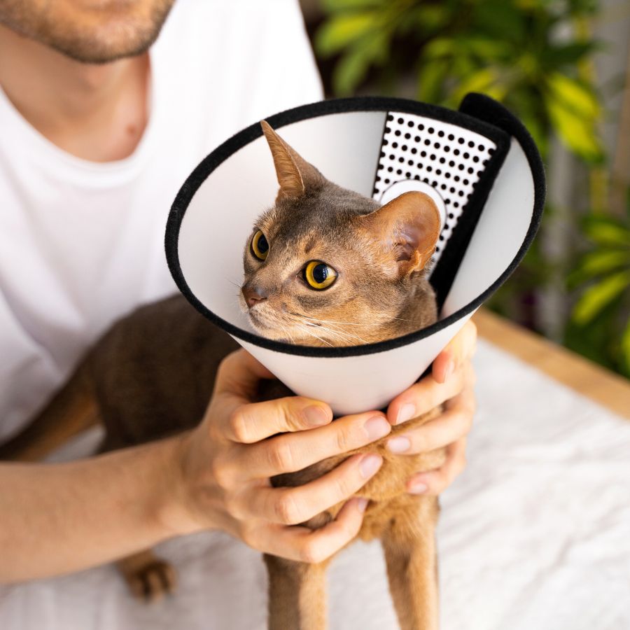 cat wearing a surgery cone
