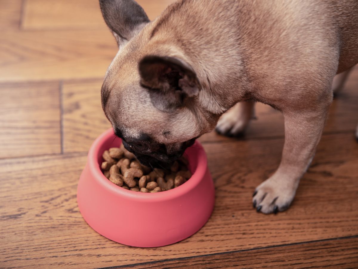 dog happily eating from a pink bowl