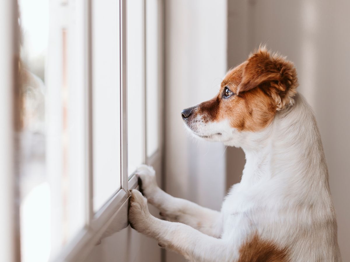 dog stands by the window