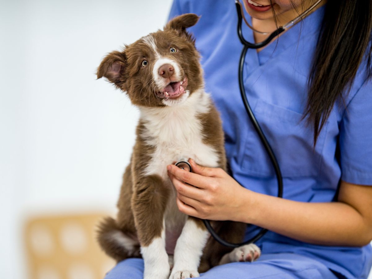 vet checking the happy dog