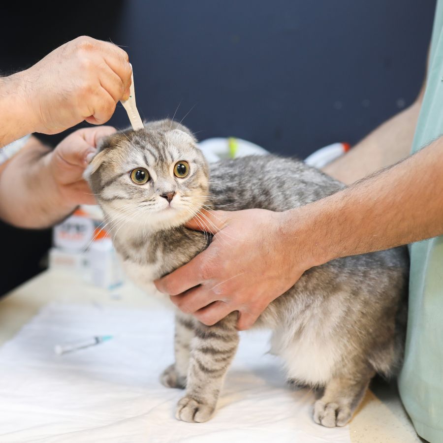 veterinarian performing a parasite treatment on a cat
