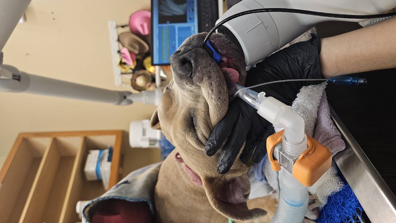 Pet Dentistry