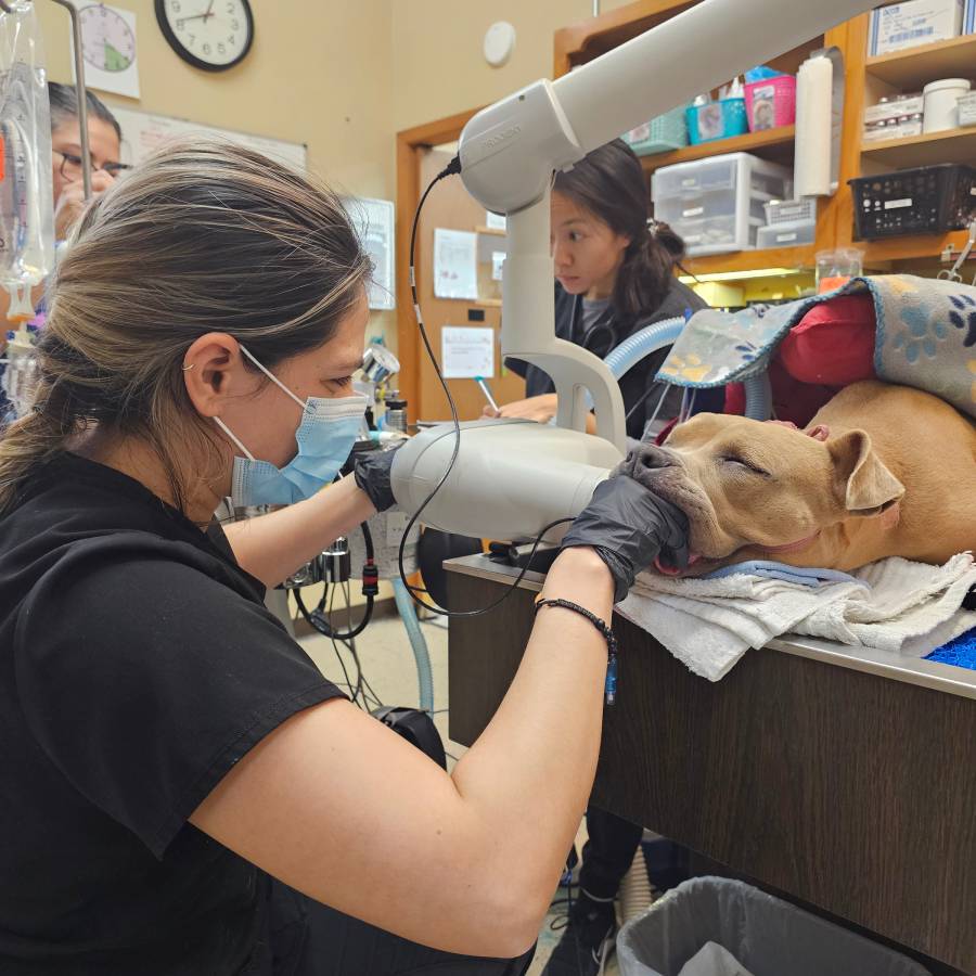 Pet Dentistry