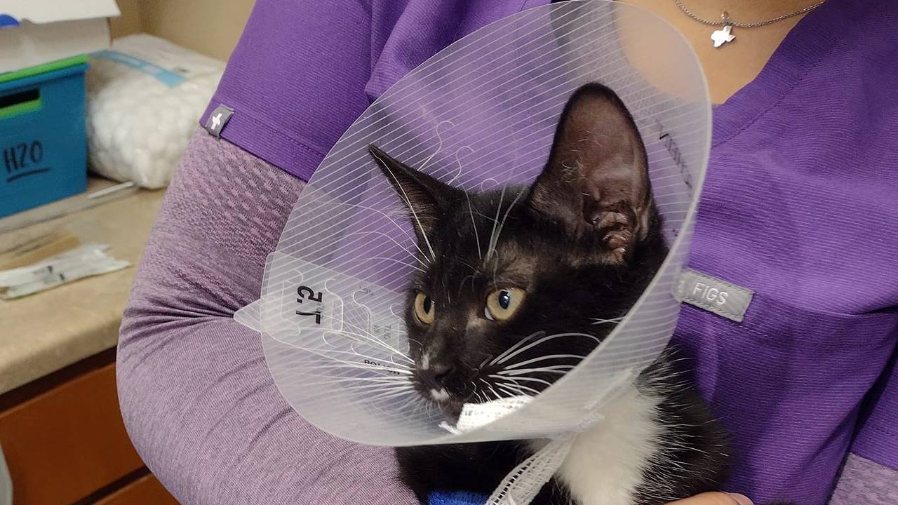 Pet Surgical Services