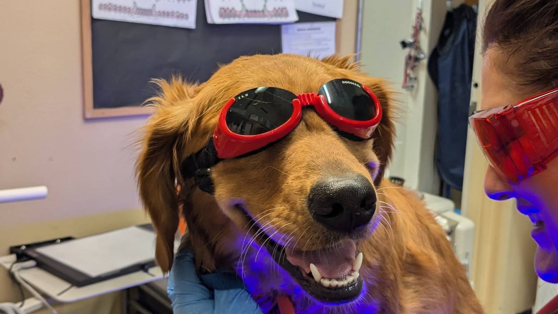Pet Wellness