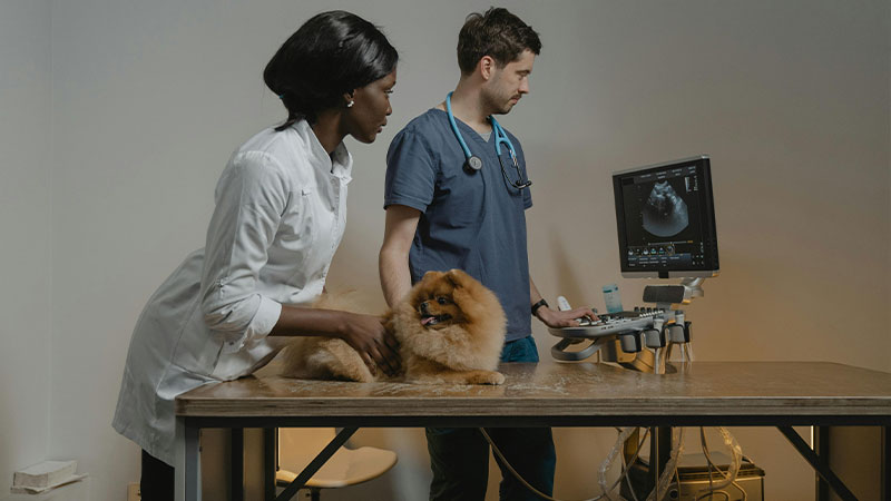 pet-diagnostics-complete-veterinary-care