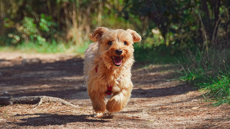 pet-diagnostics-foothills-animal-clinic