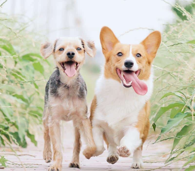 Two happy dogs, a Yorkshire Terrier mix and a Corgi, running together outdoors on a path with greenery.