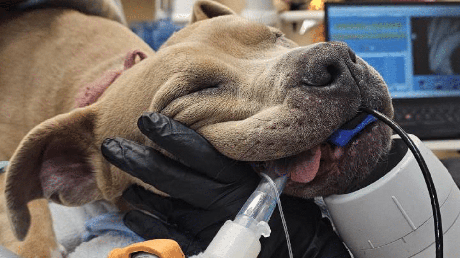Pet Dentistry