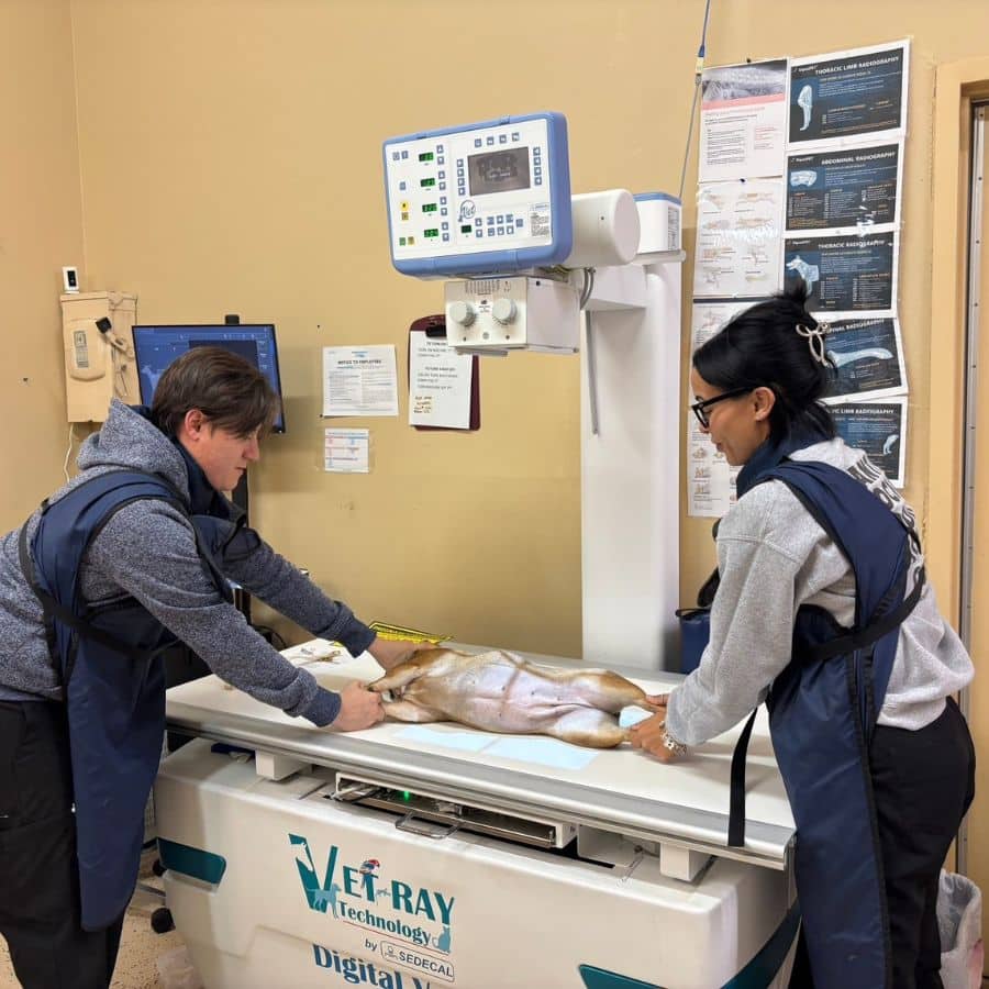 two vet staff taking x-ray of a pet