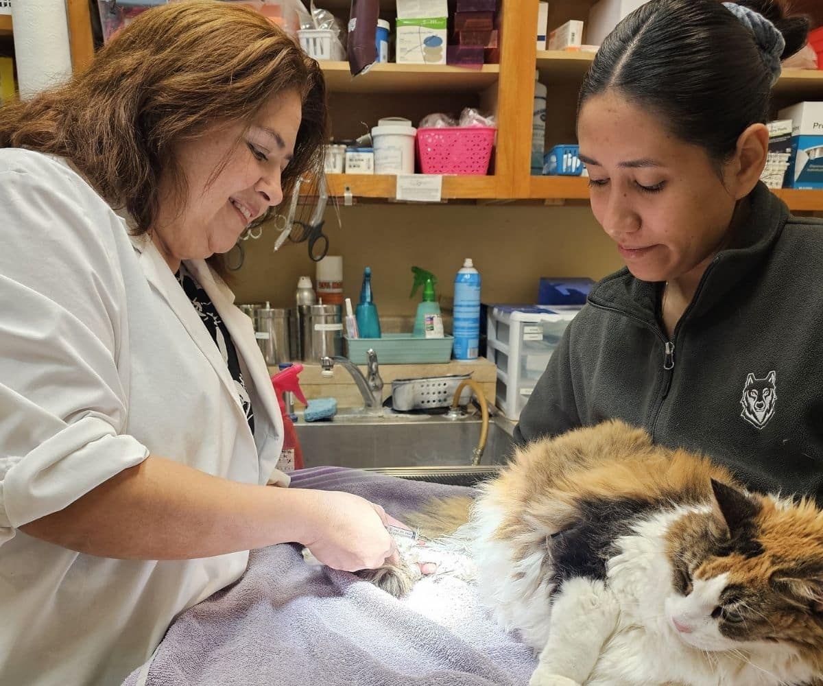 vet and staff examining a cat